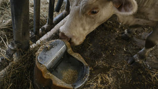 Si la ration des vaches allaitantes fait parfois l’objet de calculs compliqués en fonction des stocks, l’apport d’eau est trop souvent négligé. Si la ration des vaches allaitantes fait parfois l’objet de calculs compliqués en fonction des stocks, l’apport d’eau est trop souvent négligé.